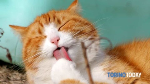 “Vivere con i gatti”, tanti consigli gratuiti a Collegno – TorinoToday