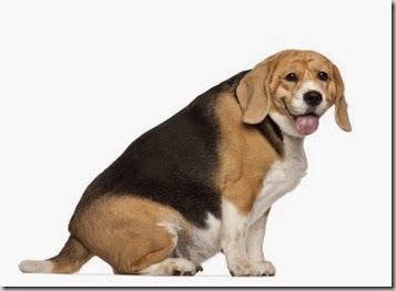 Fat Beagle, 3 years old, sitting against white background