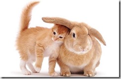 Gatto-coniglio