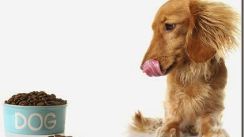 Il diabete nel cane: il monitoraggio