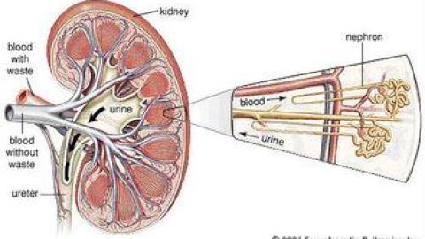 Nefropatia cronica felina (CKD): diagnosi e stadiazione