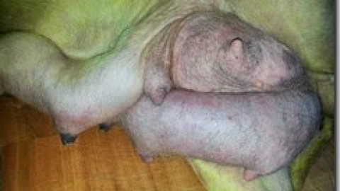 La mastite nella cagna e nella gatta