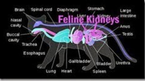 Nefropatia cronica felina (CKD): patogenesi e progressione