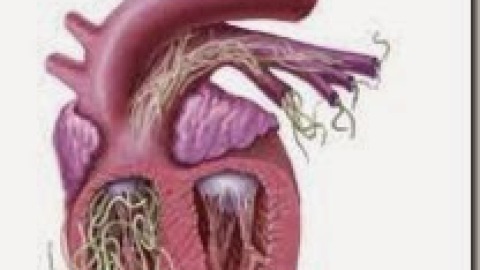 Insufficienza cardiaca da filariosi cardiopolmonare