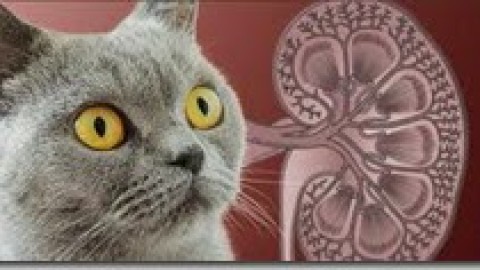 Nefropatia cronica felina (CKD): conseguenze e progressione