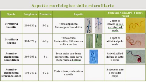 Filariosi Occulta come fare la diagnosi