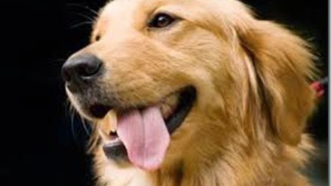 L’ iperplasia prostatica benigna nel cane