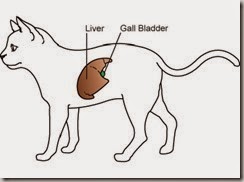Malattie infiammatorie epatiche nel gatto