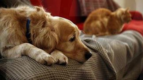 Bovalino: violenze sui cani, la società civile si “mobilita” – CN24TV