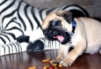 Giornata mondiale dei cani in ufficio 2015: ecco i benefici – GreenStyle