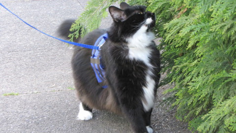 Portare il gatto al guinzaglio non è una trovata senza senso. Ecco … – L’Huffington Post