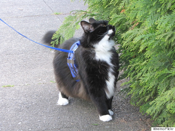 Portare il gatto al guinzaglio non è una trovata senza senso. Ecco … – L’Huffington Post