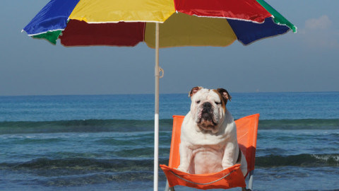 Colpo di Calore nel Cane