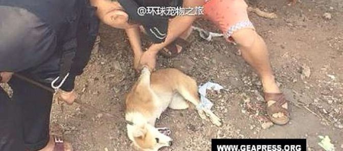 Torturano il cane per obbligare gli animalisti a comprarlo: “Si … – Today