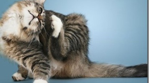 Le allergie alimentari nel gatto