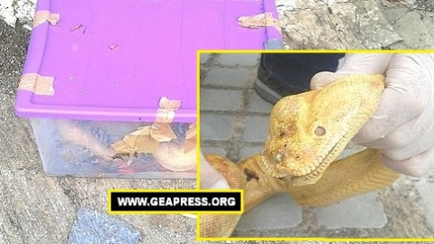 Salerno – Rettili in discarica. Grosso Boa constrictor “sigillato” tra i … – GeaPress