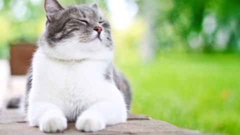 5 semplici regole per evitare lo stress nei gatti – greenMe.it