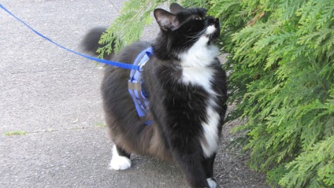 Portare il gatto al guinzaglio non &egrave; una trovata senza senso. Ecco … – L’Huffington Post