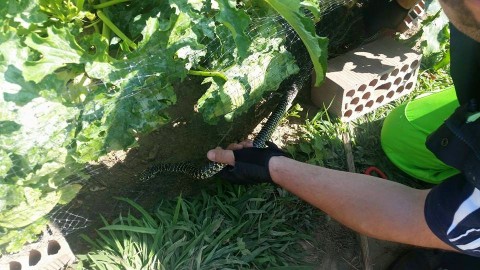 Serpente impigliato in una rete liberato da Anpana – Lucca in Diretta
