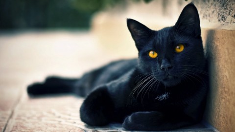 A chi lasciare il gatto quando si va in vacanza? Ecco i nostri consigli – Amando.it
