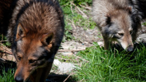 Tutti i cani lupini del gigante si danno appuntamento a Costa de … – Redacon