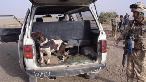 È morto Buster, il cane -eroe: ha salvato mille vite in guerra | | Il … – Shippingonline
