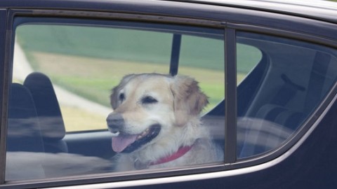 Cani chiusi in auto: rompere il finestrino ora è legale. Ma in Tennessee – greenMe.it
