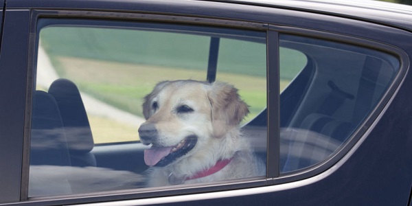 Cani chiusi in auto: rompere il finestrino ora è legale. Ma in Tennessee – greenMe.it