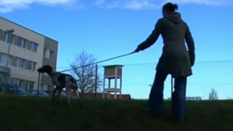 Cani: il Dna della cacca incastrerà i proprietari? – Wired.it