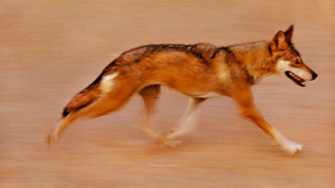 Da manguste a cani: l’evoluzione dettata dal clima – Wired.it