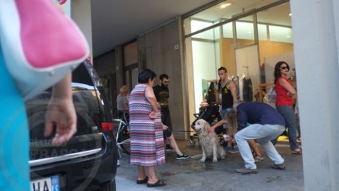 Pitbull si libera dal guinzaglio e attacca un altro cane: ferita anche … – ForlìToday