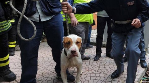 «Basta abusi sugli animali», cani – Corriere del Mezzogiorno