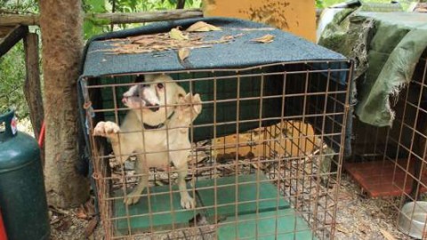 Orrore a Tivoli: lascia il cane in una pensione e muore, poi la … – RomaToday