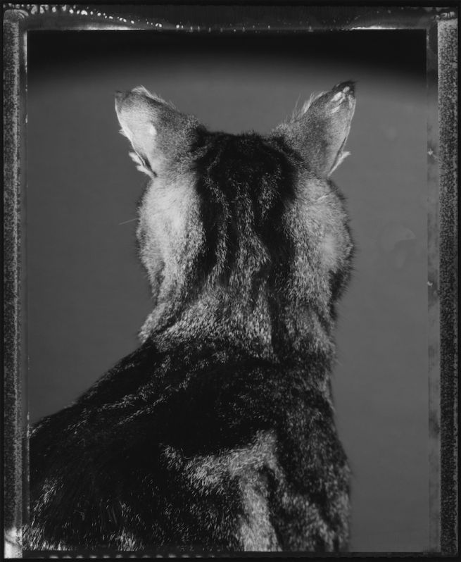 Le chat et ses photographes