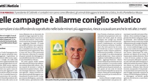 La storia dei conigli che si accoppiano con i gatti – next