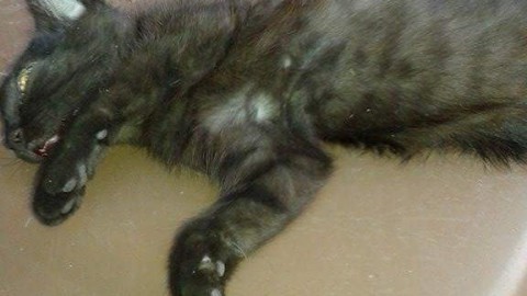 Polpette-trappola in strada Un gatto trovato morto E' allarme – L'indiscreto