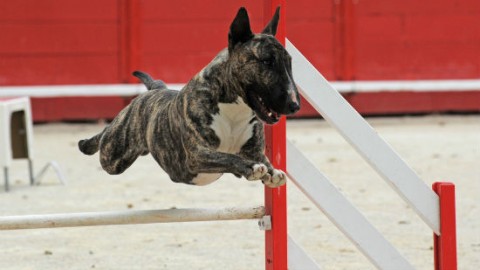 Cani, come individuare il giusto educatore – GreenStyle
