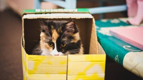 Gatti imbalsamati in casa: “Non voglio abbandonarli” – DirettaNews.it