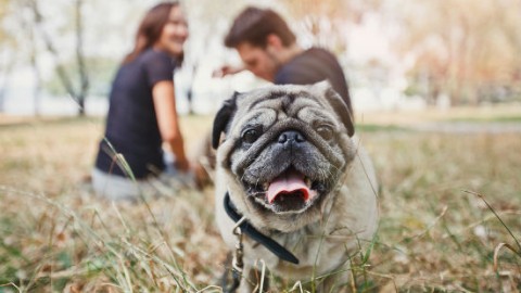 Cani: motivazioni scientifiche per adottarne uno – GreenStyle