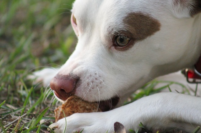 Alimentazione complementare per cani e gatti: l'importanza degli integratori
