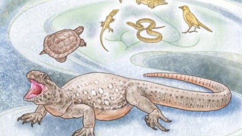 L'origine del cranio (e del guscio) delle tartarughe – Pikaia