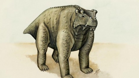 Questo è stato il primo animale a camminare a quattro zampe (forse) – Scienze Fanpage