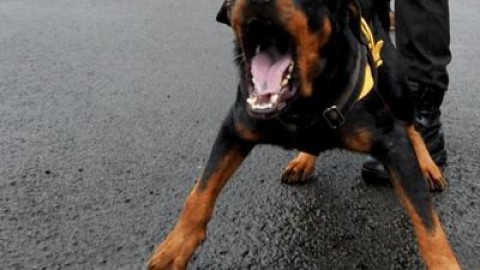 Il cane lo trascina in strada con il guinzaglio, 60enne muore travolto … – Adnkronos