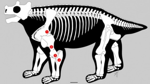 Bunostegos, il primo rettile con le zampe che spuntavano da sotto il … – Focus