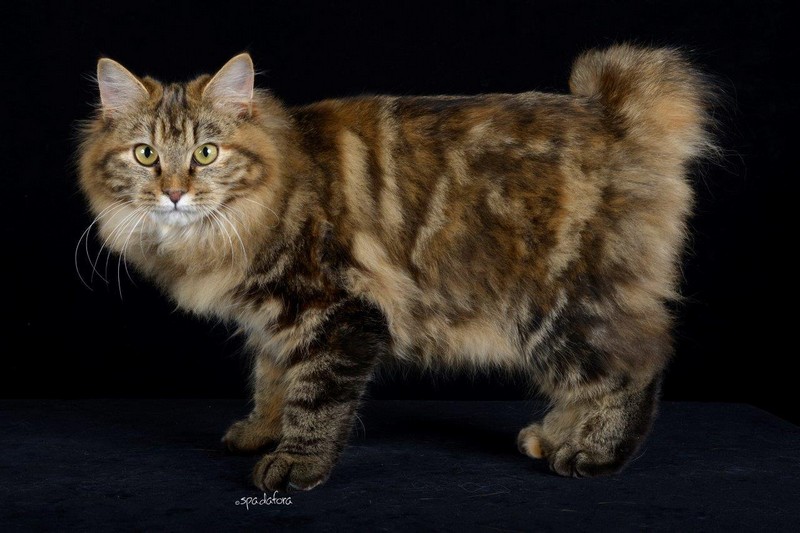 Gatto