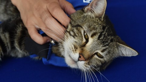 I 25 modi che ha un gatto per dirvi che vi ama – Giornalettismo