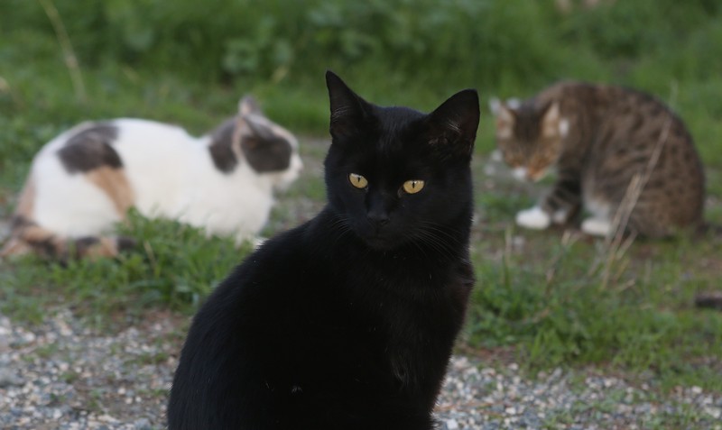 Gatto