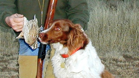 Cane ucciso da esche avvelenate, denunciato un guardiacaccia – gonews