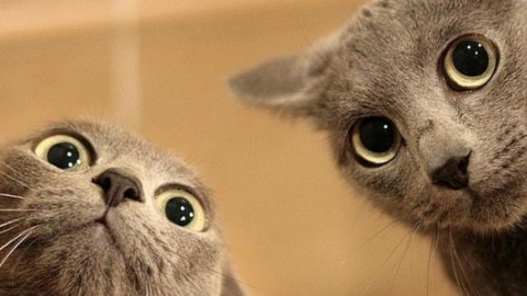 Le divertenti illustrazioni che solo chi ha un gatto può capire davvero – greenMe.it