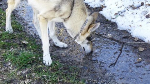 Un mondo fatto di odori: l’olfatto del cane – TargatoCn.it